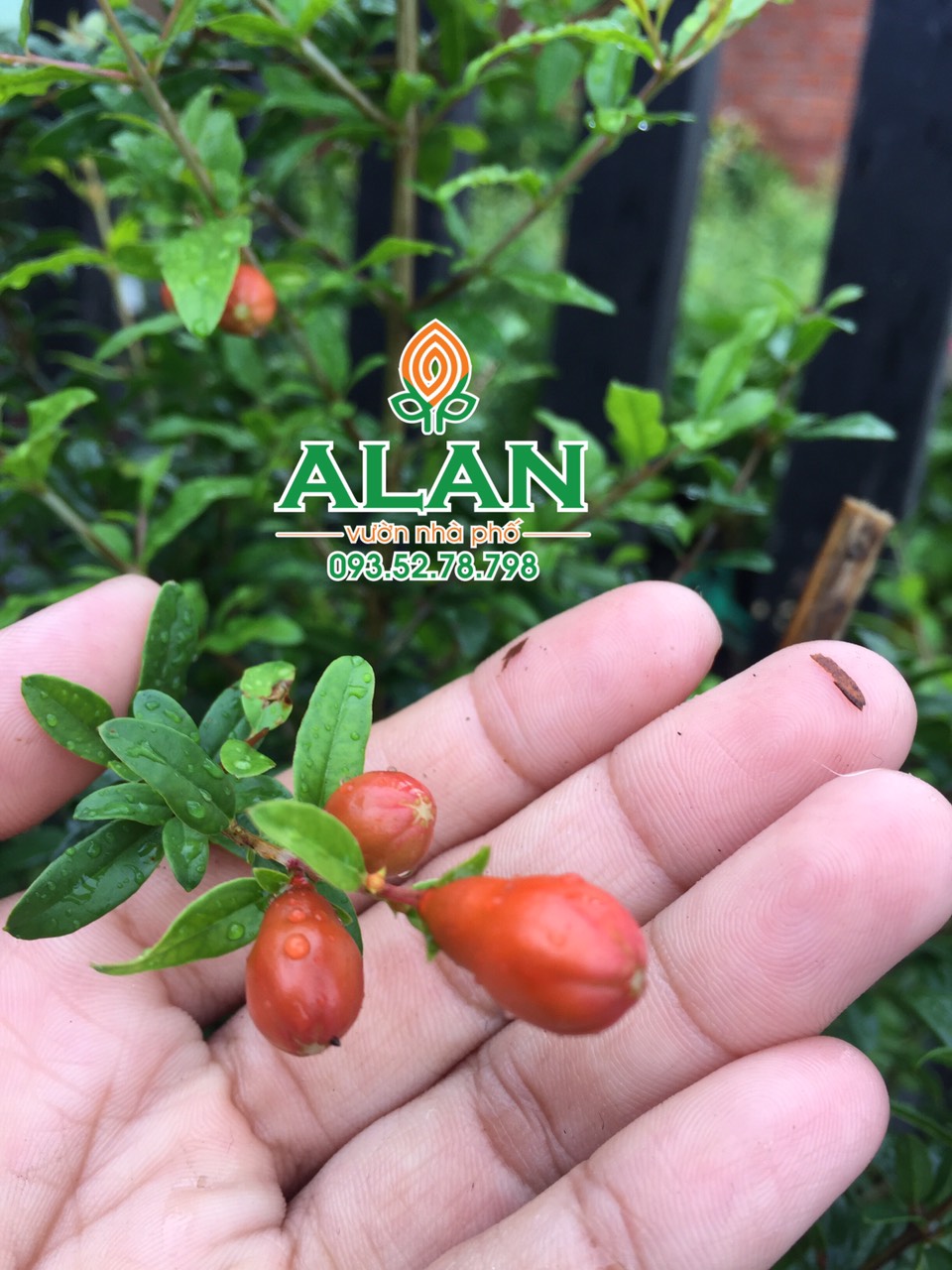 Cây lựu đỏ sẵn hoa siêu đẹp