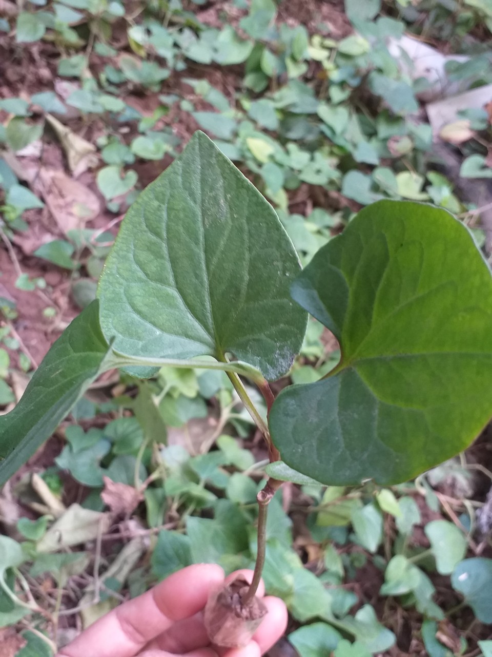 Combo 12 cây Diếp cá (cây giống)