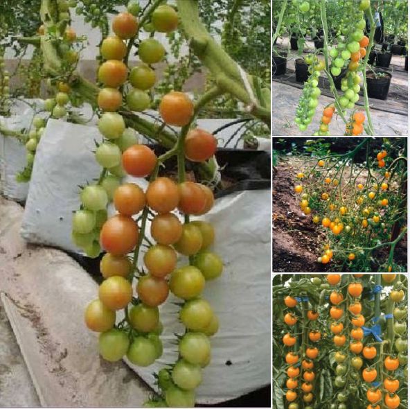Hạt giống cà chua bi dây chùm siêu quả ( 30 hạt/gói )