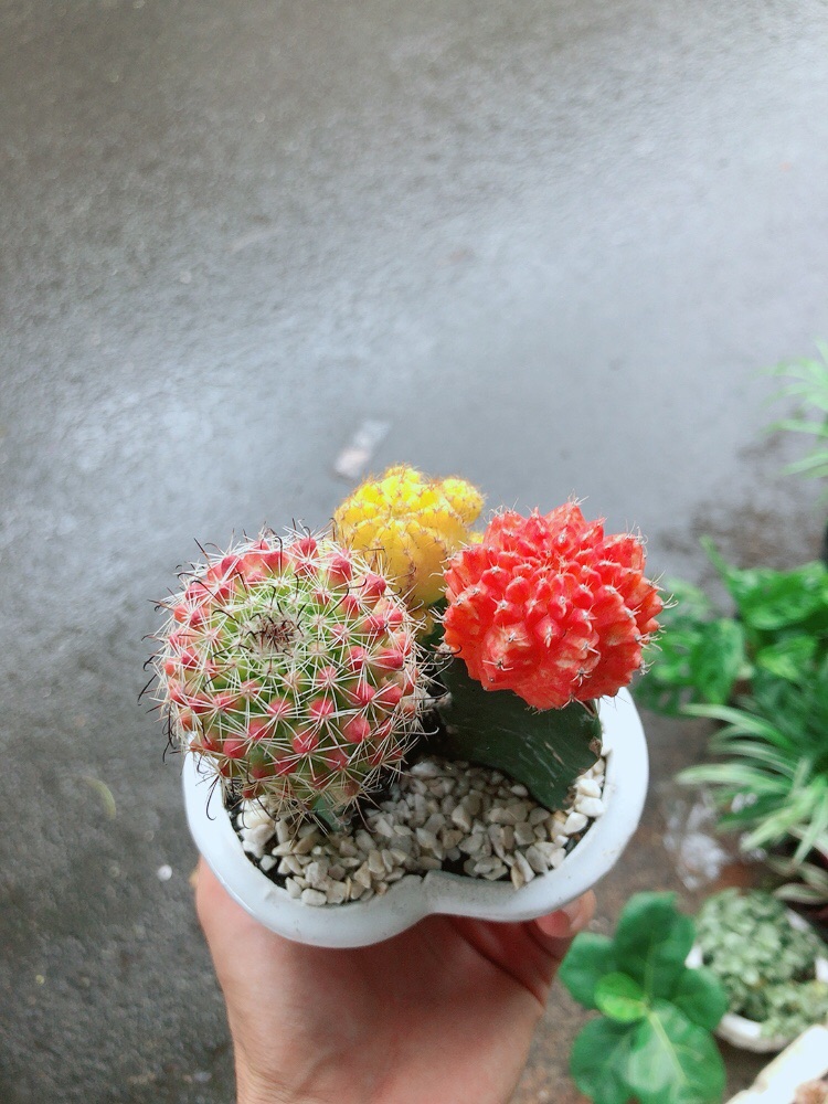 Chậu Xương Rồng Trái tim