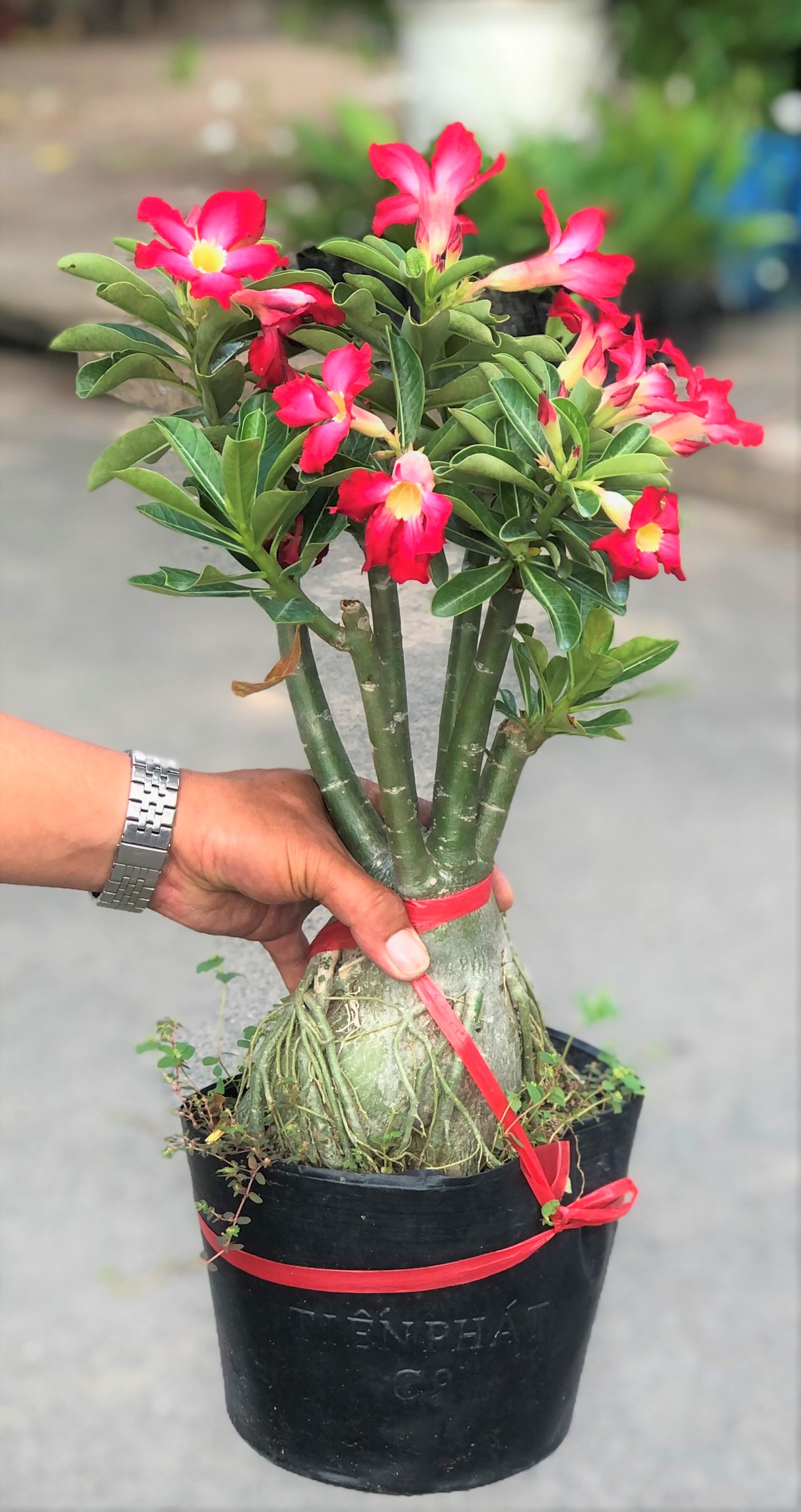 Chậu sứ Ánh Dương hoa màu đỏ