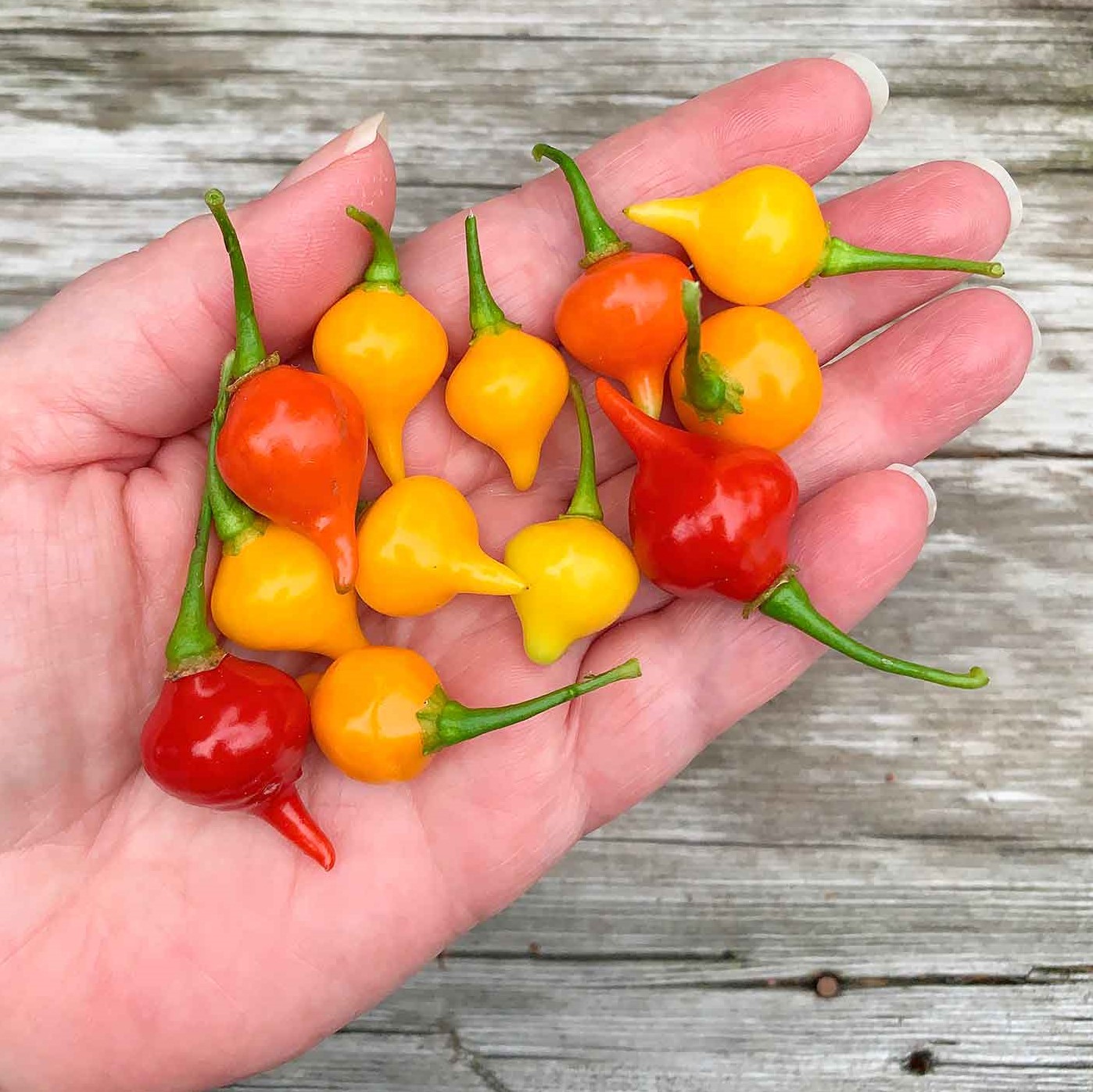 Hạt Giống Ớt Biquinho mix