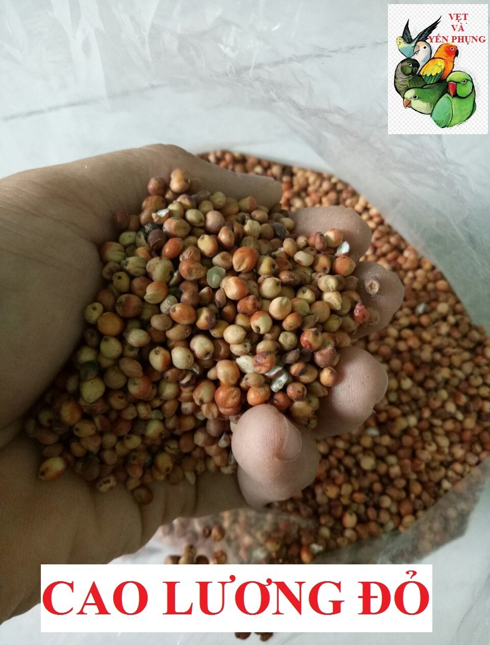 [HCM]500GRAM HẠT CAO LƯƠNG ĐỎ(BOBO ĐỎ) CHO CÁC DÒNG VẸT VÀ THÚ CƯNG