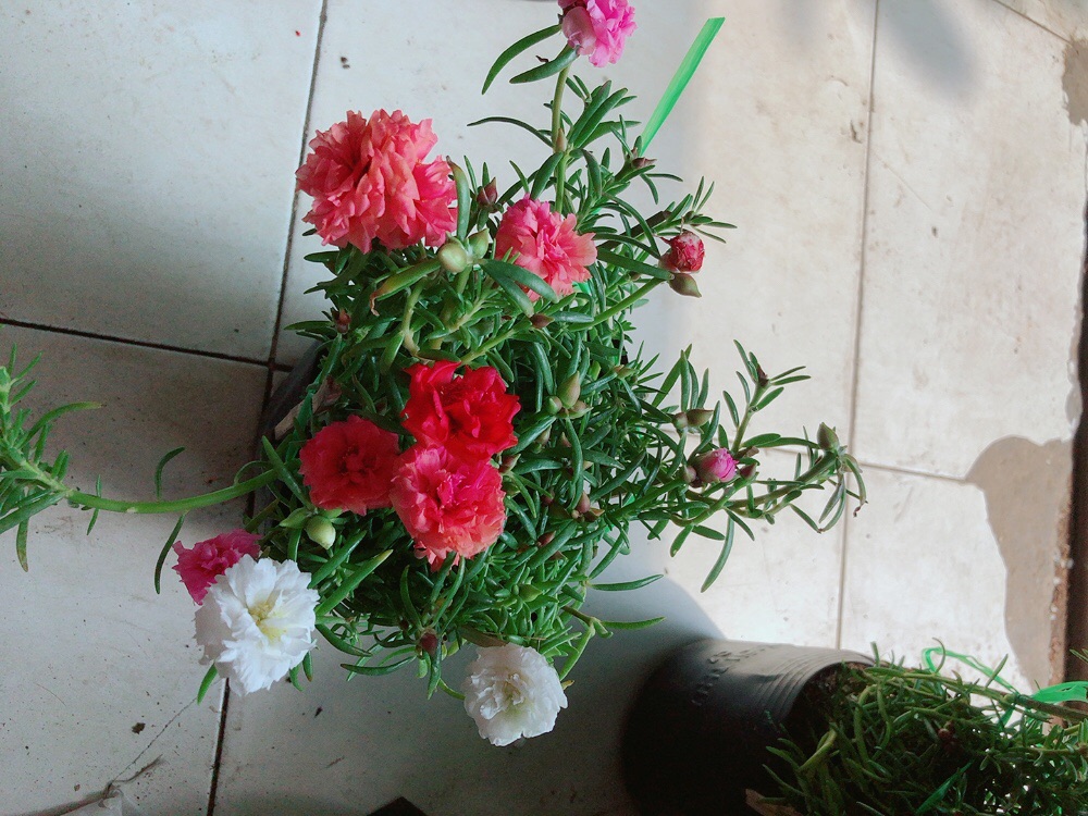 Hoa mười giờ mỹ