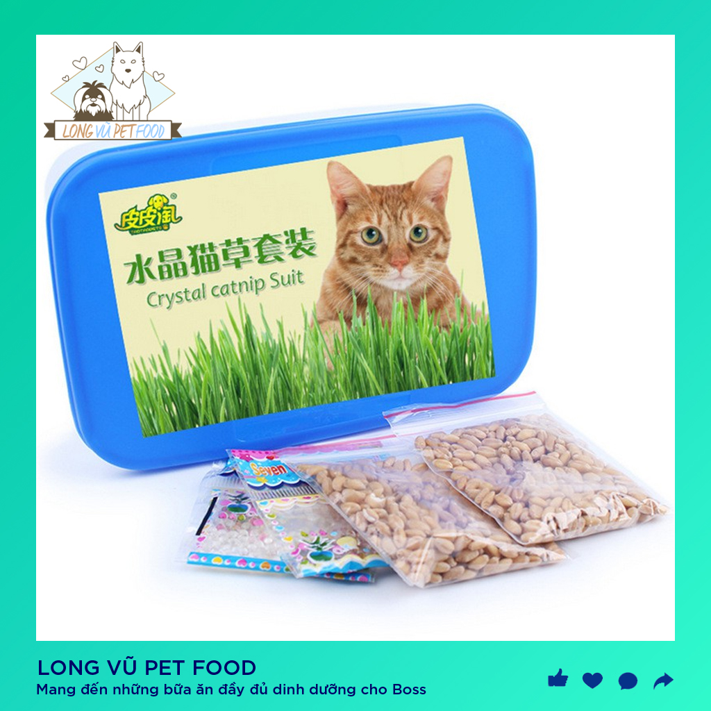 Bộ Trồng Cỏ Mèo - Đồ chơi cho mèo ngửi và gặm hạn chế búi lông tắc ruột trên mèo- catnip mèo - bạc hà mèo - Long Vũ Pet Food