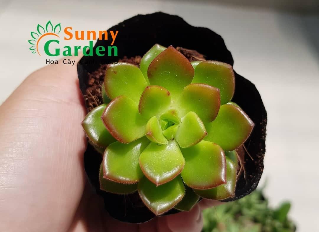 Sen Đá Cẩm Thạch Viền Lửa