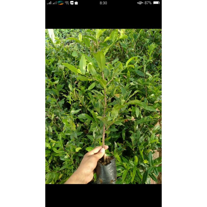 5 Cây Mai Con Gốc Quấn rất quái