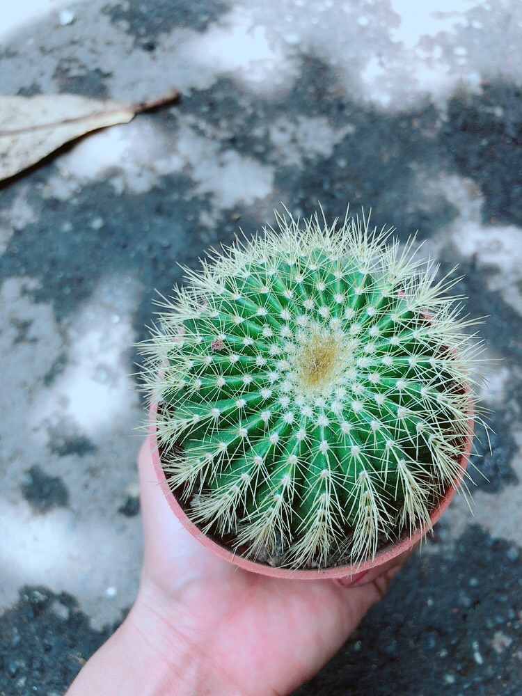 [HCM]Xương Rồng Trạng Nguyên Size Lớn