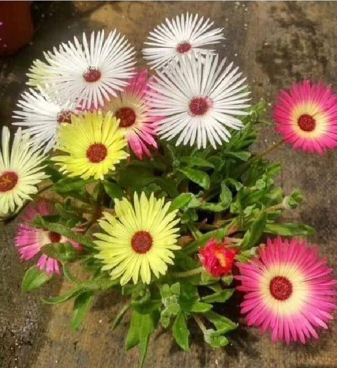 10H African Mix Flower Seeds - Pack of 20 Seeds