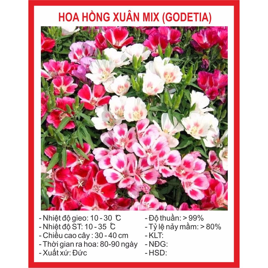 Hạt giống hoa hồng xuân mix 50 hạt