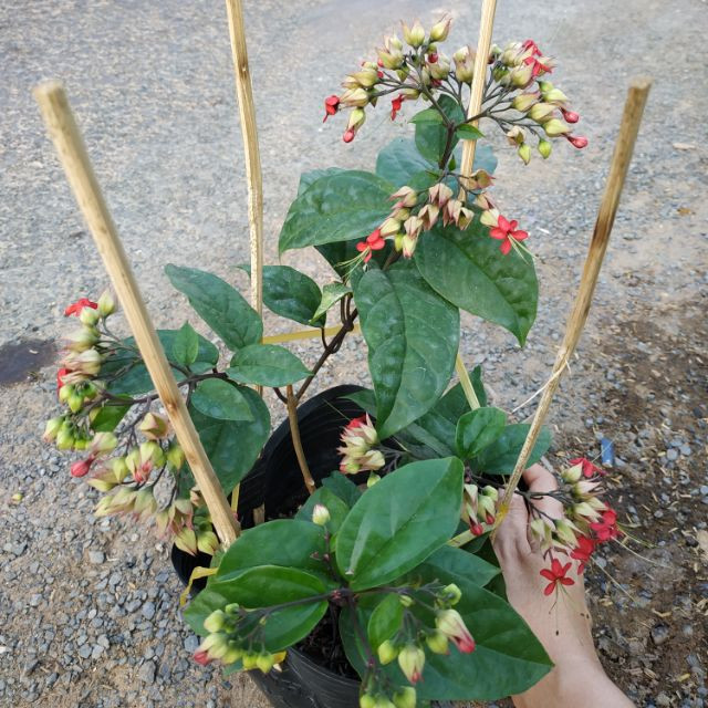 [Cây giống hoa] Ngọc Nữ Đỏ - CayGiongTot