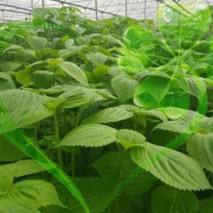 Hạt giống rau thơm mè Hàn Quốc - Gói 1g