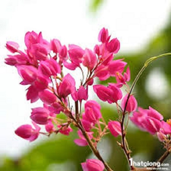Cây hoa tigon hoa của tình yêu