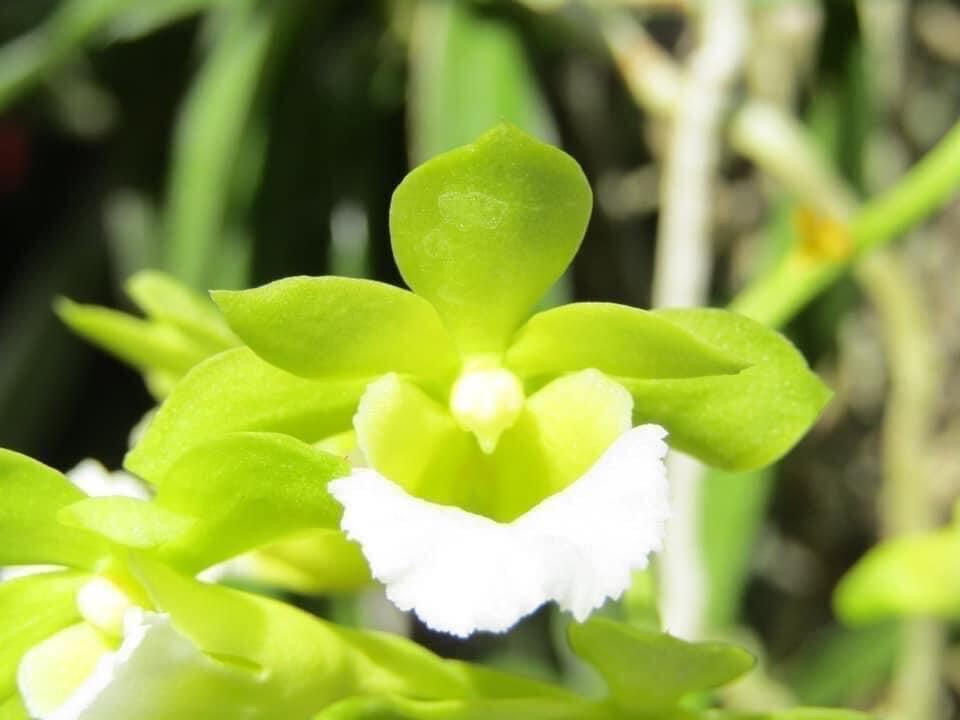 Hoa Lan cù lao minh(1 cây) vv