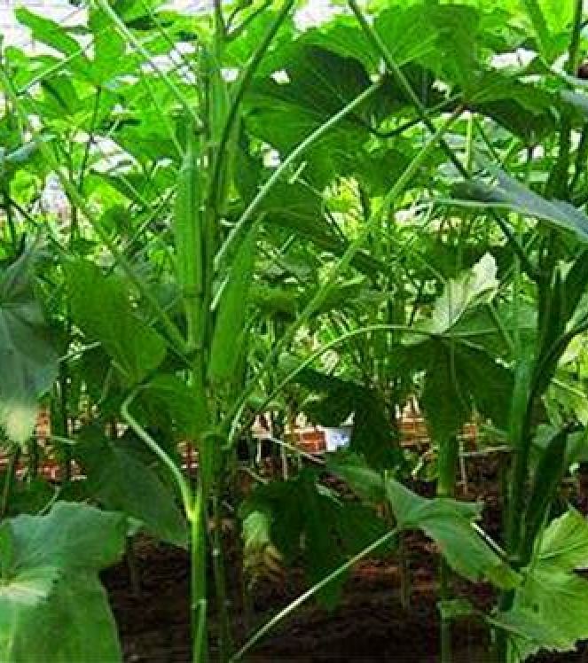 Combo 2 gói hạt giống đậu bắp ( 1 gói đậu bắp xanh + 1 gói đậu bắp đỏ )