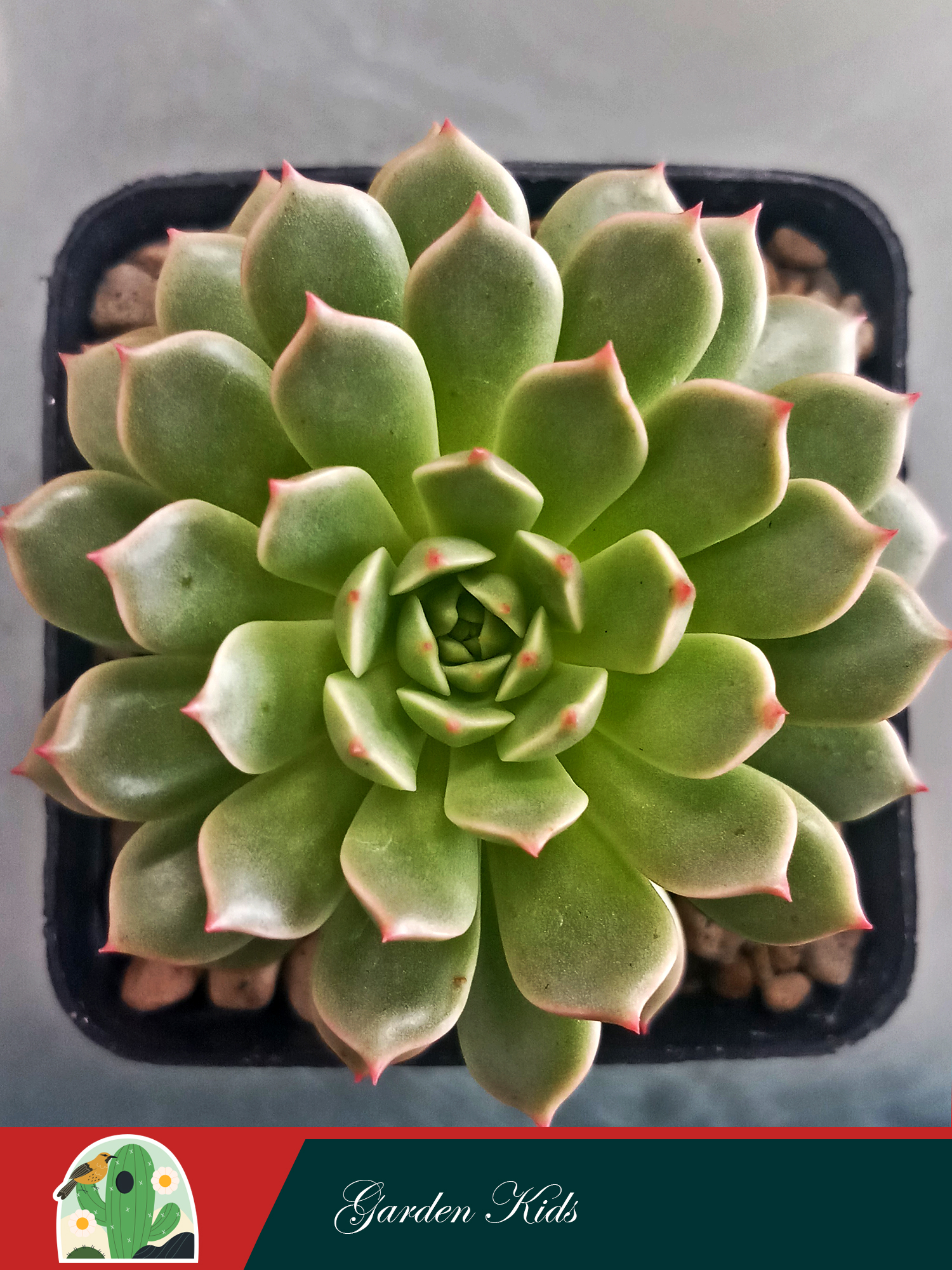 Sen đá ruby xanh
