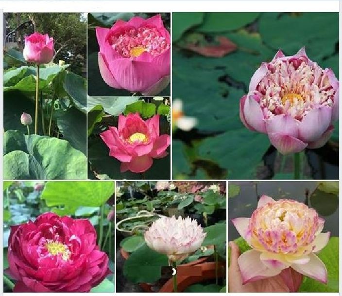 Hạt giống hoa sen bách diệp nhiều màu - 1 gói 5 hạt