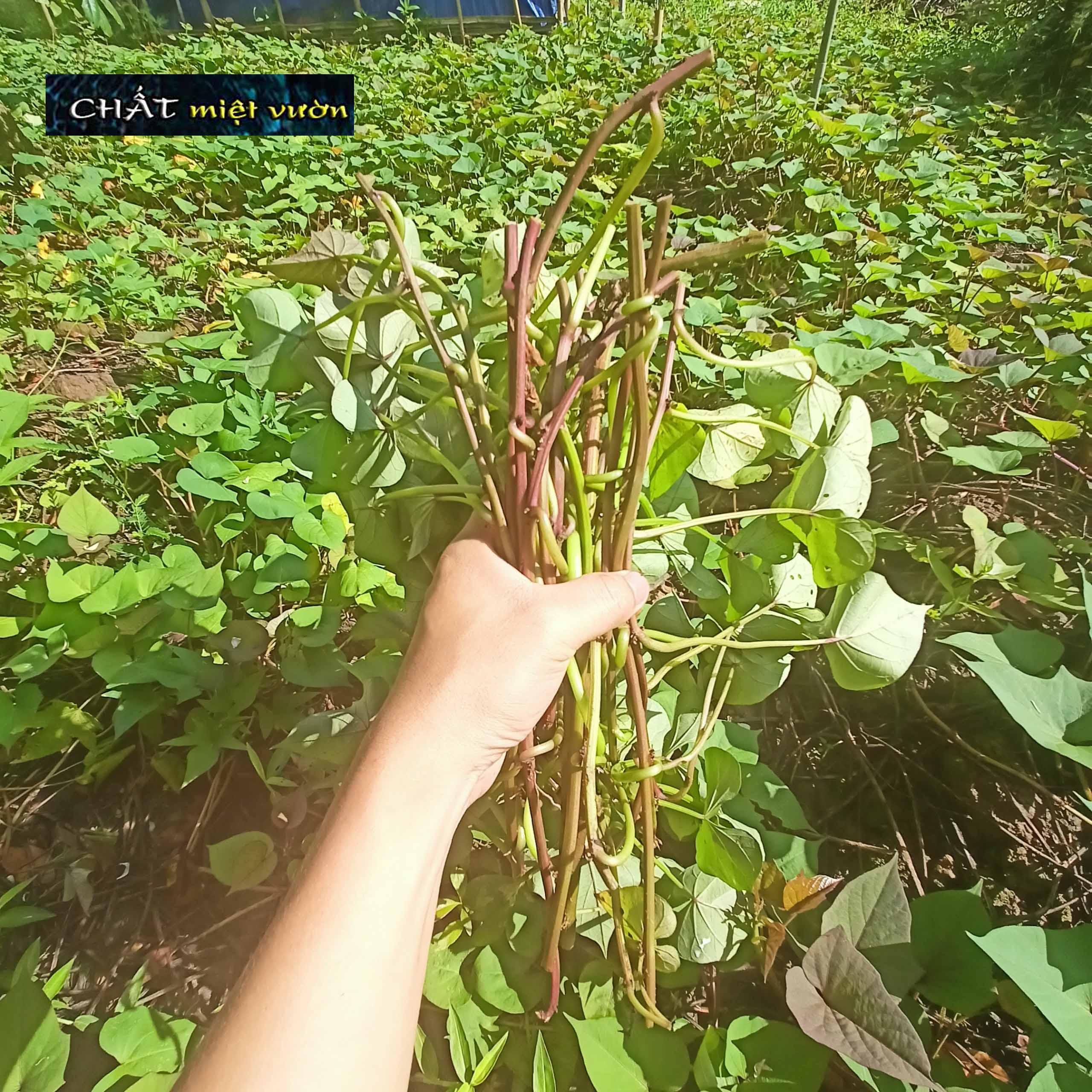 Combo 10 dây khoai lang giống siêu củ/siêu đọt (10 cây giống đỏ/xanh dài ~35cm)
