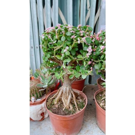 Cây Cành Vàng Lá Ngọc Cổ Thụ