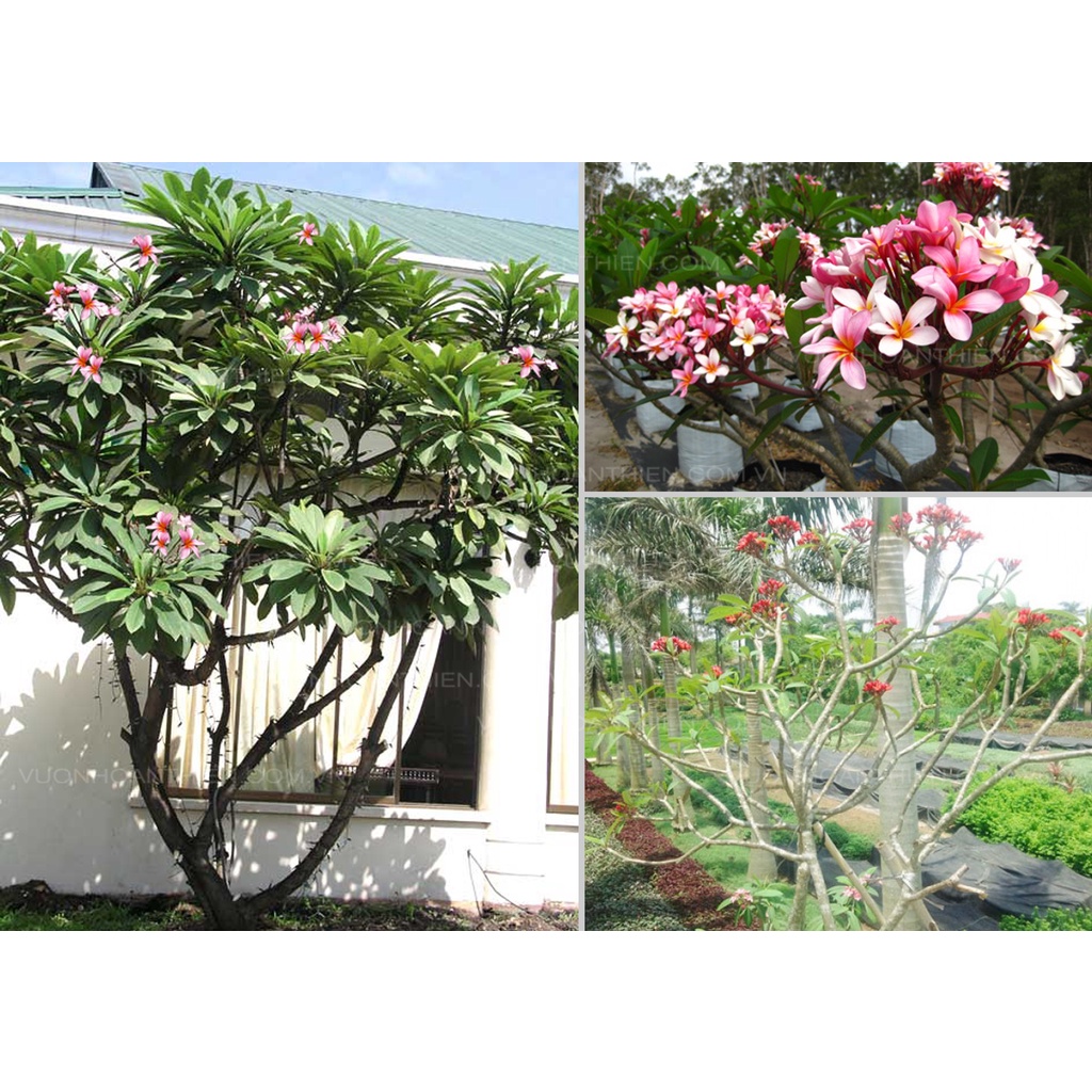 CÂY HOA ĐẠI ĐỎ (HOA SỨ , HOA SỨ CÙI ) SIÊU ĐẸP-BẦU CÂY GIỐNG
