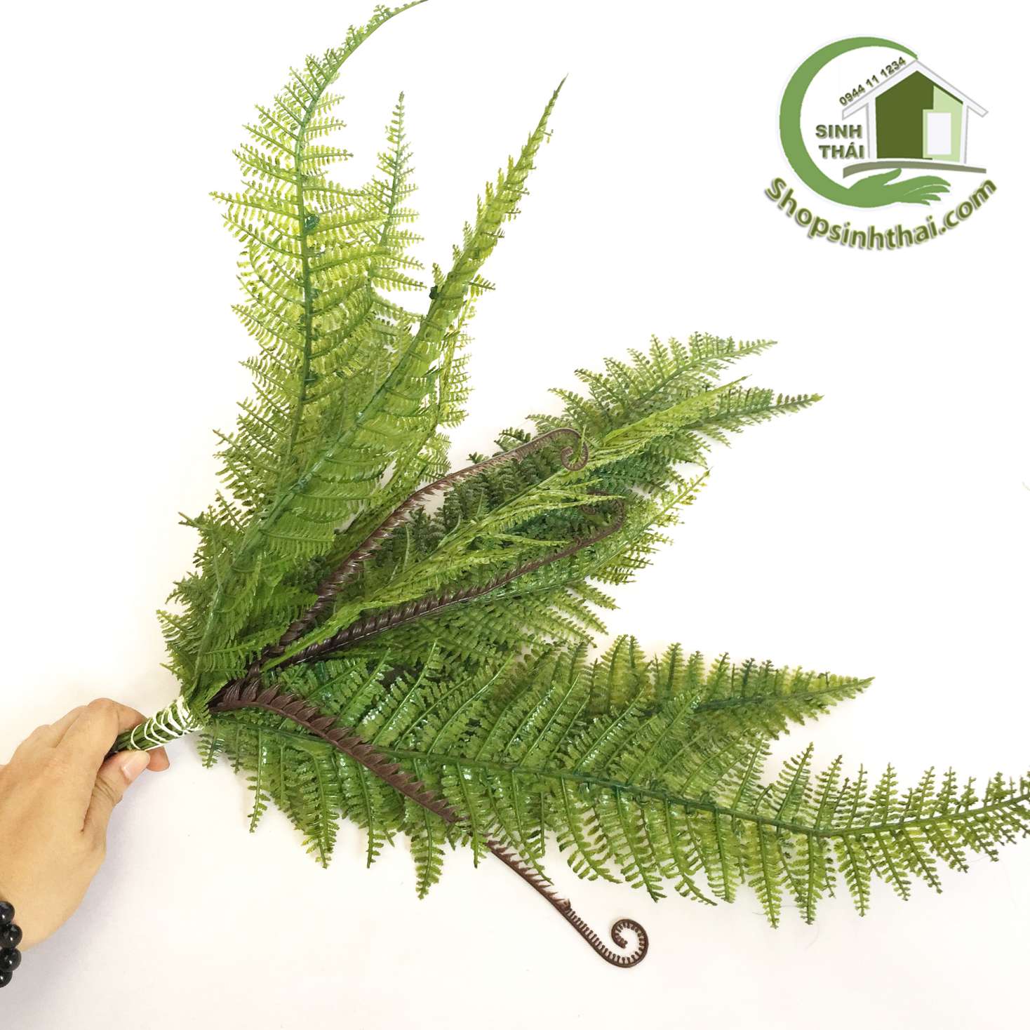 [HCM]Bụi cây dương xỉ Nhật lớn - cây dương xỉ giả cao 53cm