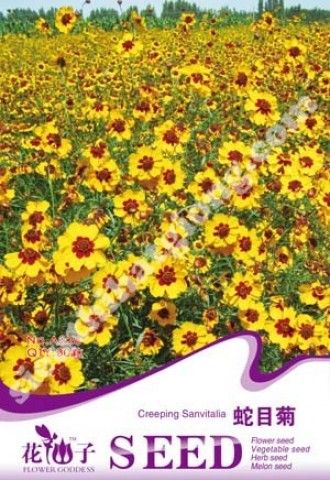 (Gói 100  hạt) Hạt  Giống Hoa Cúc Mắt  Rắn - Hoa Đẹp - Dễ Trồng