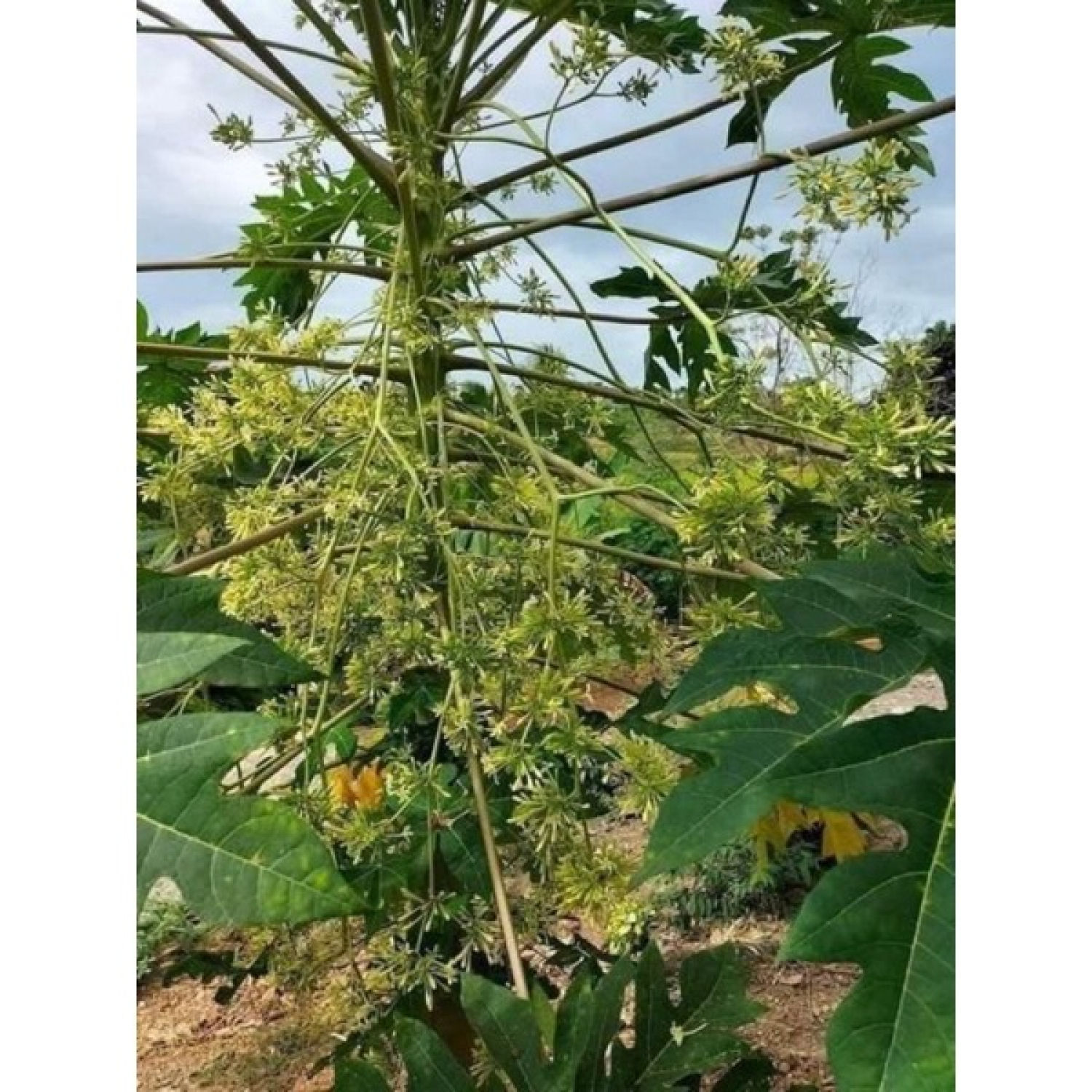 Hạt giống đu đủ đực siêu hoa (100 Hạt)
