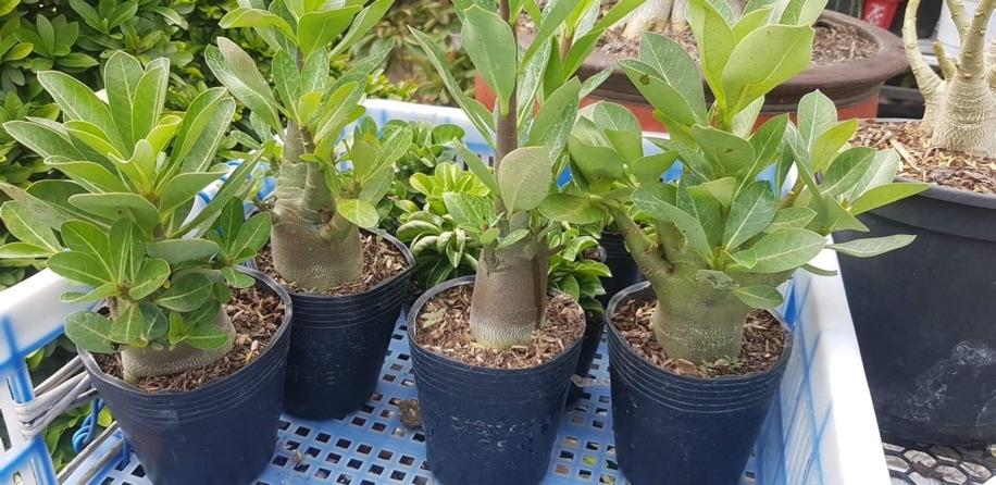Hạt giống sứ kim tử tháp  5 hạt