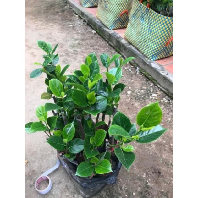 Mít không hạt cam kết chất lượng (tặng 2 cây quế giống)