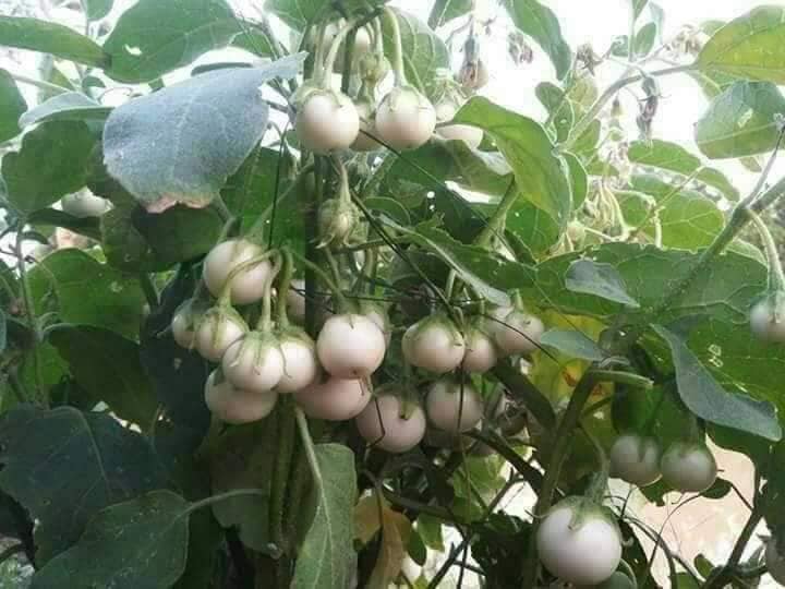 Hạt giống Cà pháo trắng cao sản (1 gram)
