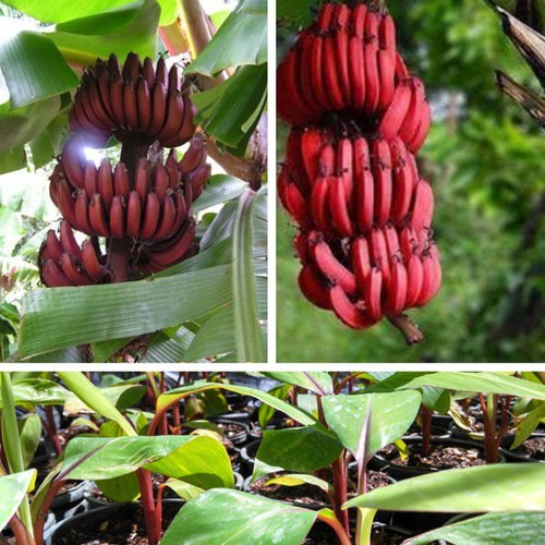 Com BO 2 Cây giống chuối tiêu đỏ cây giống chuẩn cho năng suất cao