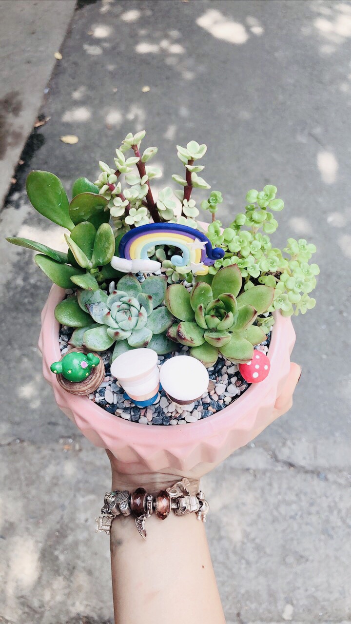 Chậu sen đá tiểu cảnh