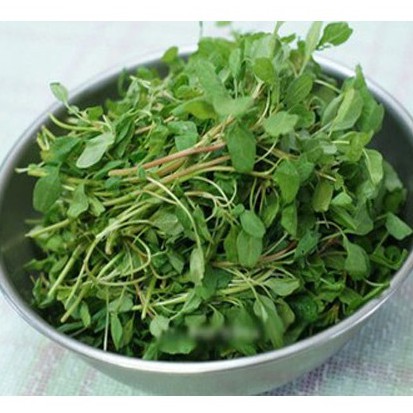 Hạt giống rau Cơm- dền dền tía - dền gai - Dền Ta - Dền Đất