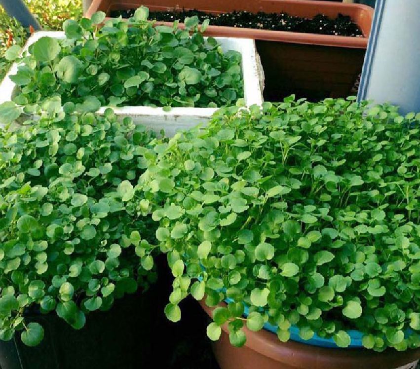 "Gói 0.2Gr=1000 Hạt " Hạt giống rau xà lách xoong Mỹ