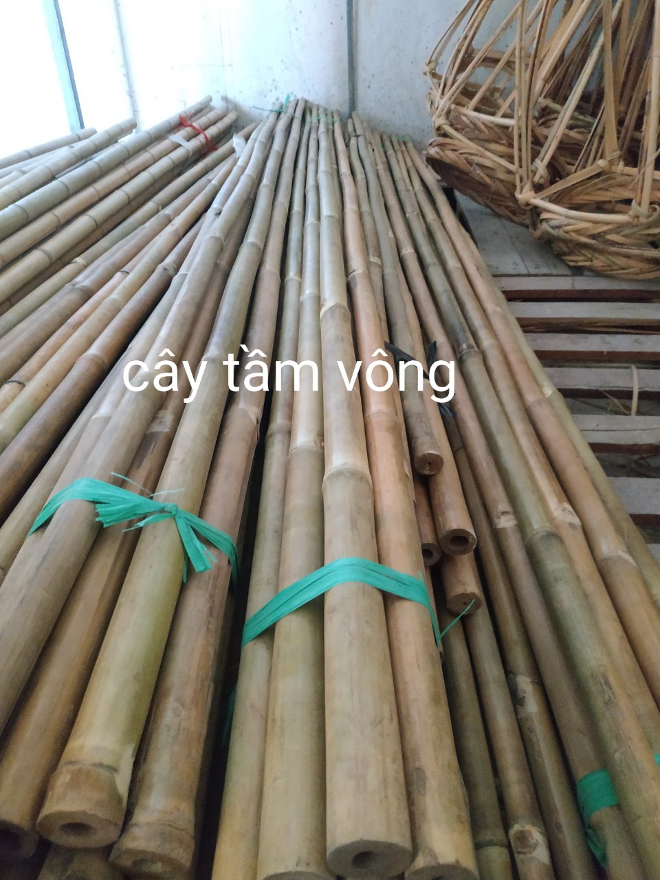 [HCM]Cây tre tầm vông dài 1m