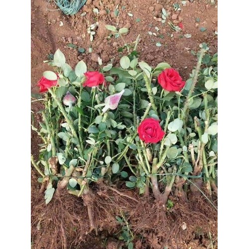 7 GỐC HOA HỒNG ĐẠI, HỒNG NGOAI RẼ TRẦN ,ĐÃ KÍCH RỄ