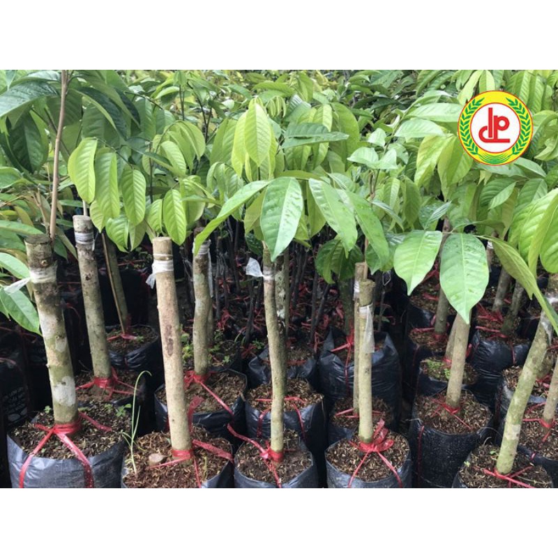 CÂY GIỐNG BÒN BON THÁI SIÊU SỚM (cây giống siêu sớm có bảo hành )