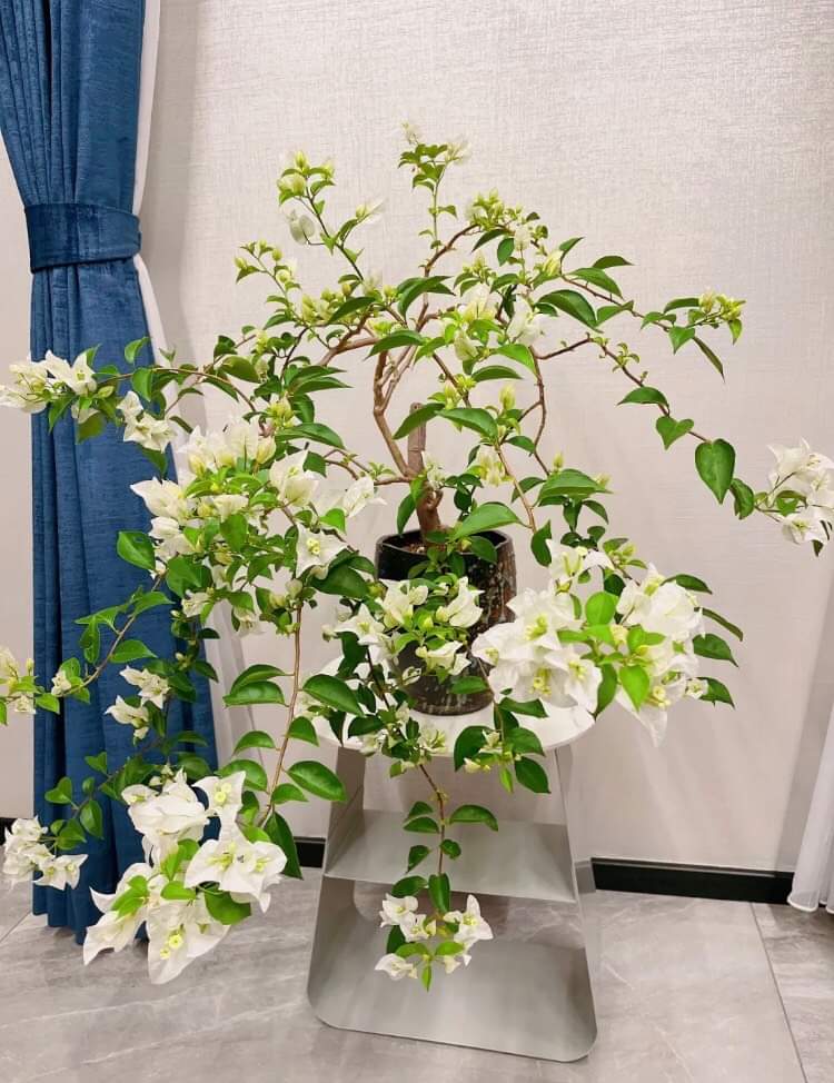 Hoa Giấy Mỹ Siêu Hoa