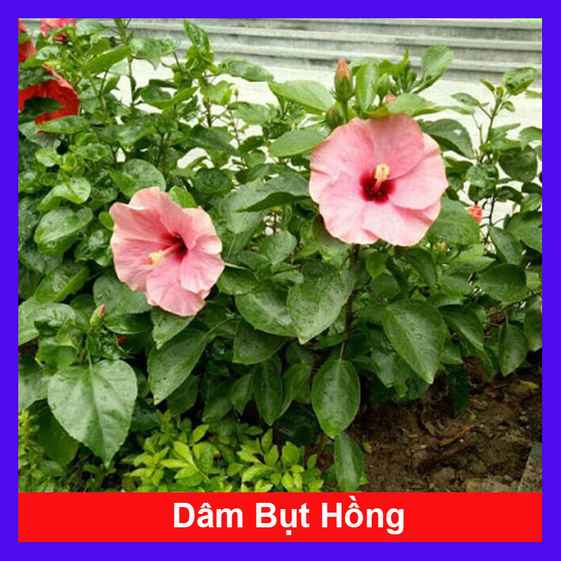 Cây Hoa Dâm Bụt Hồng - Cây cảnh sân vườn