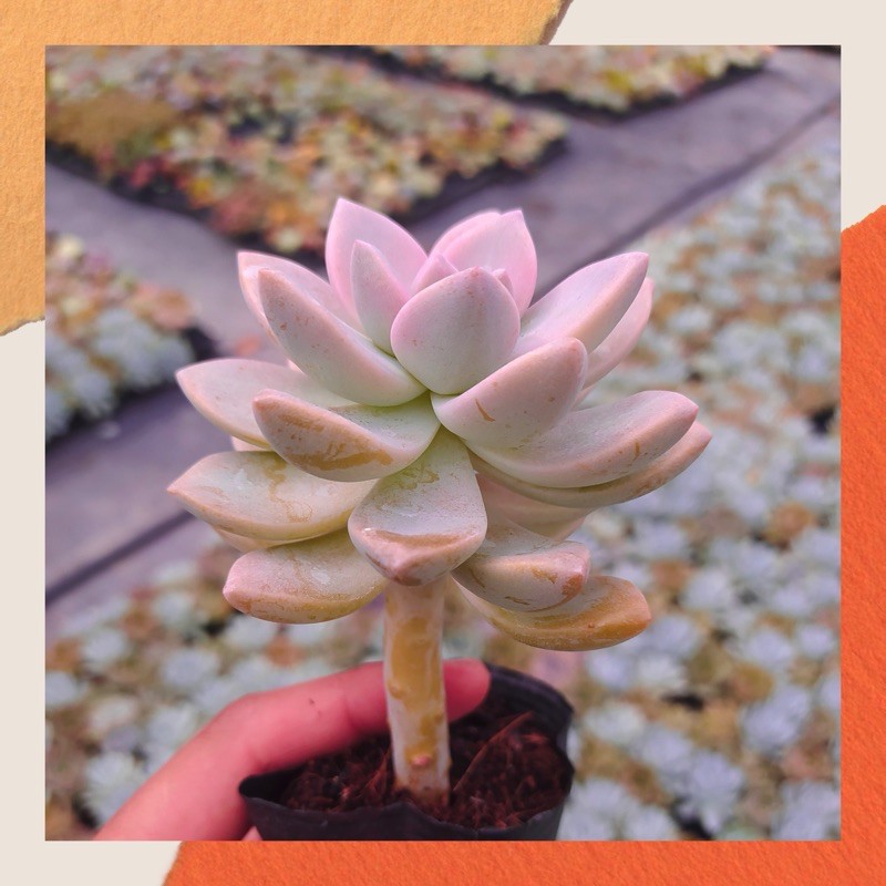 SEN ĐÁ PINK GEM CỔ THỤ ĐÀ LẠT SIZE BÉ  HƯ 1 ĐỔI 1  SIÊU CUTE