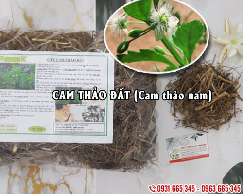 Cây Cam Thảo Đất (Cam Thảo Nam) 1KG Khô - Đông Y Thanh Bình