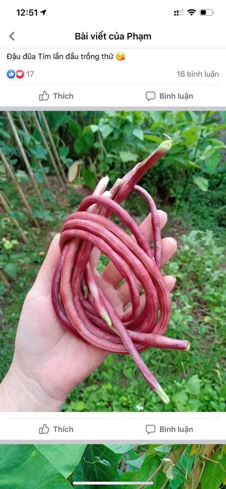 Hạt giống Đậu đũa tím (Thái Lan) 5gr