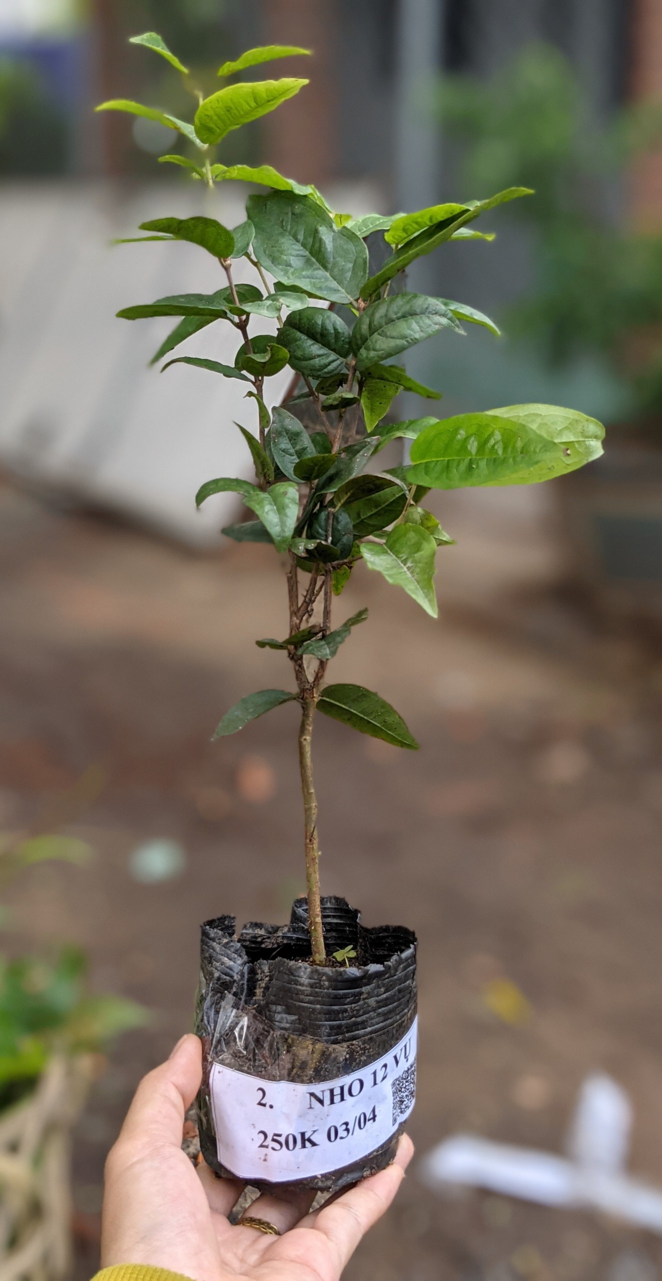 Cây giống Nho Thân Gỗ 12 Vụ