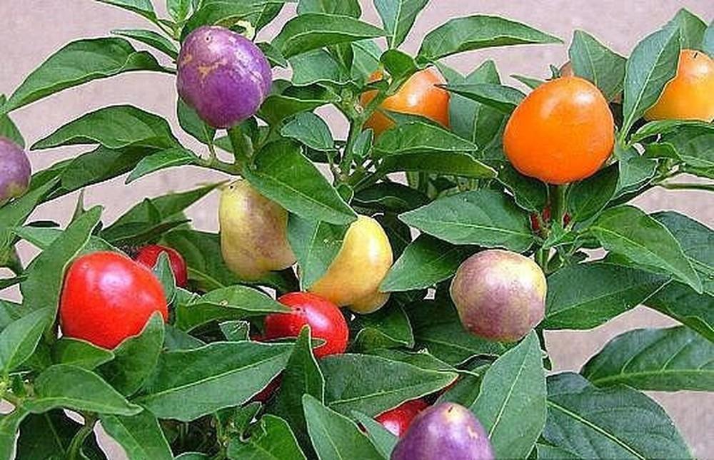 Hạt giống Ớt bi kiểng mini Ngũ sắc Mau trái