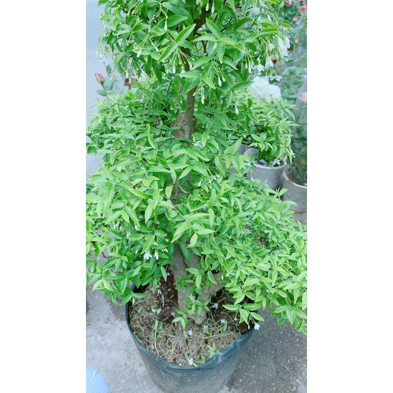 [HCM]Mai Chiếu Thuỷ Bonsai Lớn