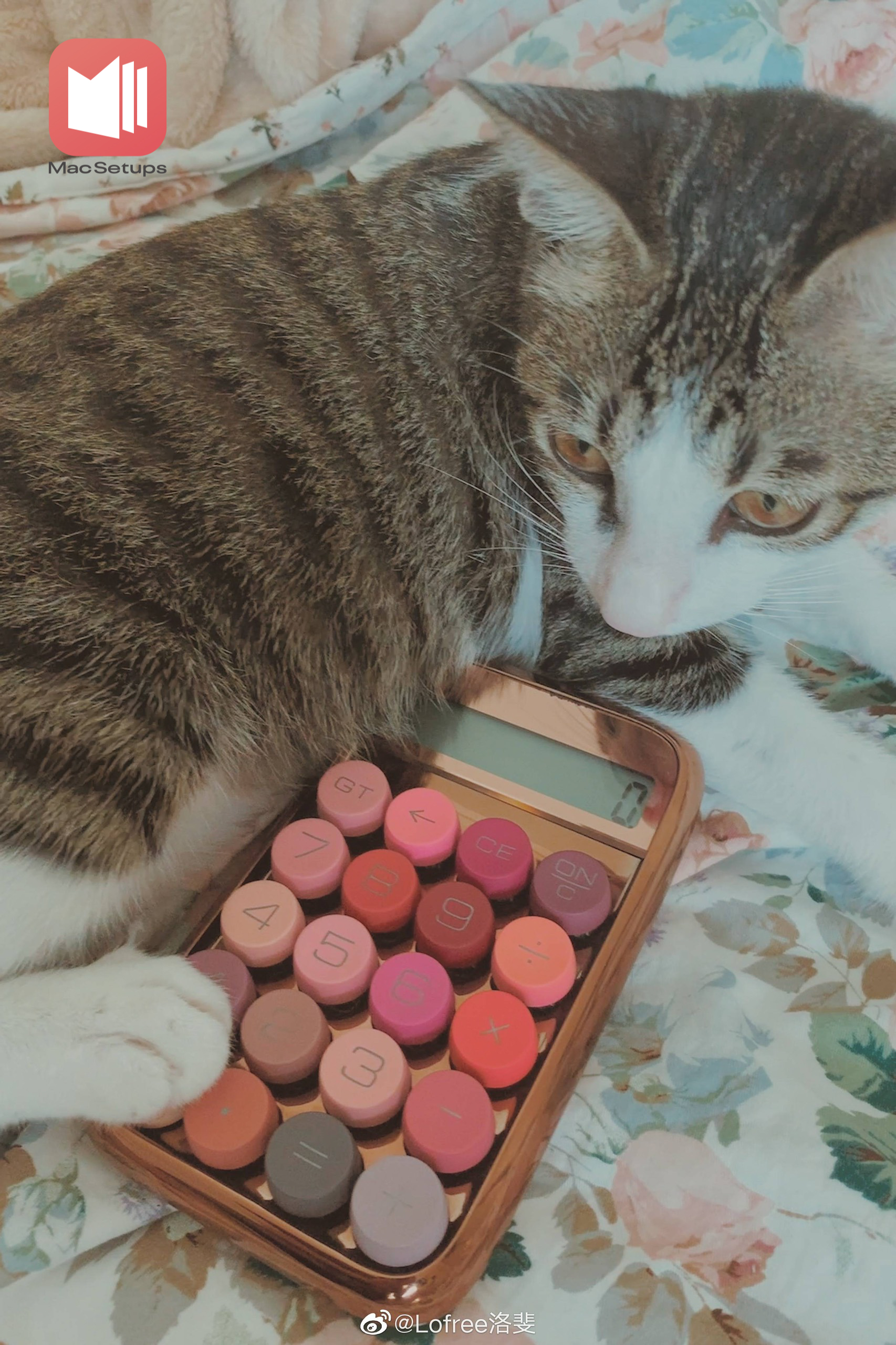 MÁY TÍNH CẦM TAY - LOFREE MAKEUP
