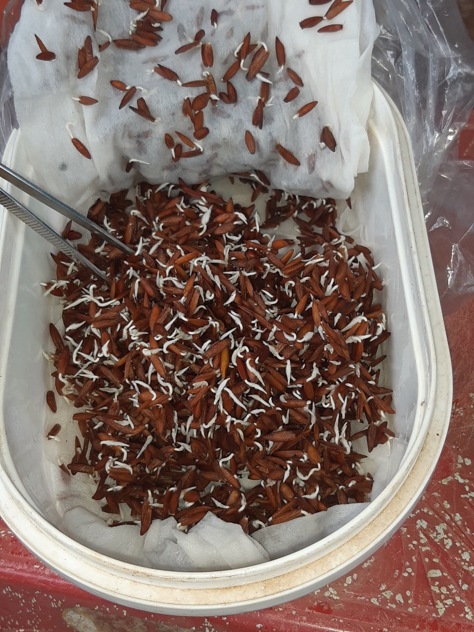 Hạt Giống Cây Lá Giang - Gói 10 hạt