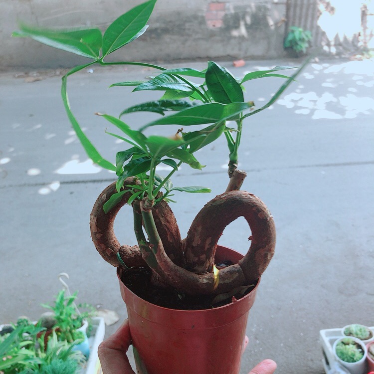 Chậu kim ngân nơ