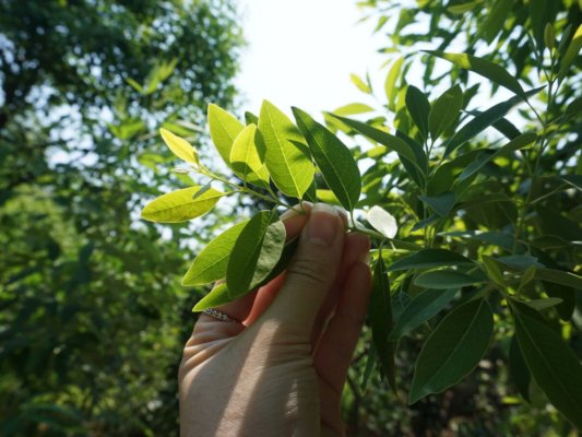 Cây Đàn Hương Trắng