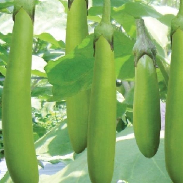 Hạt giống cà xanh dài lai-gói 2gram